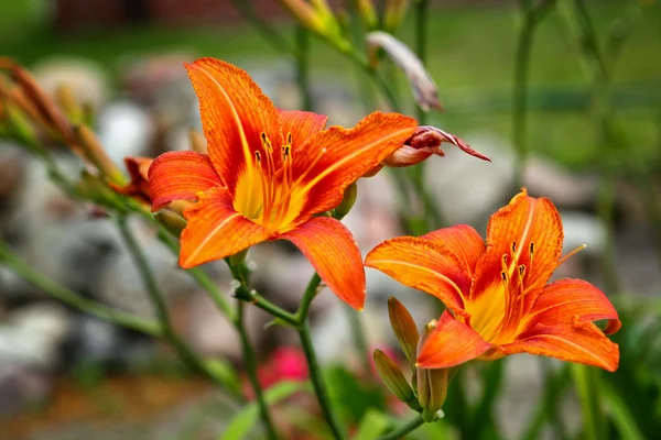 Flower Garden Bulbs — Stock Photo, Image