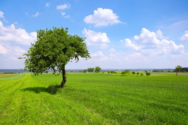 Pianure verdi — Foto Stock