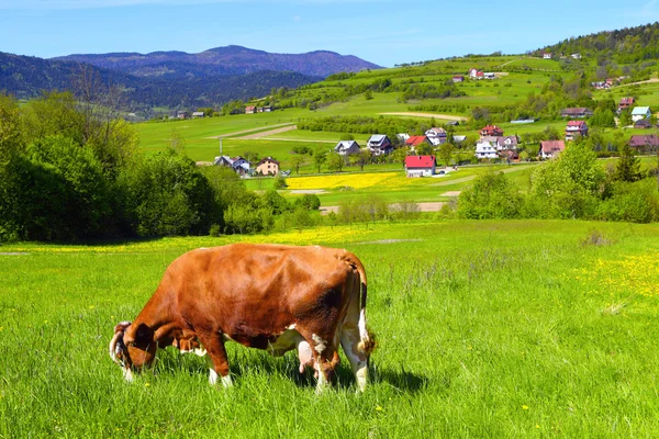 Корова на зеленом пастбище — стоковое фото