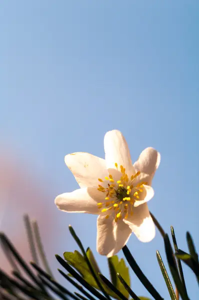 Квіти — стокове фото