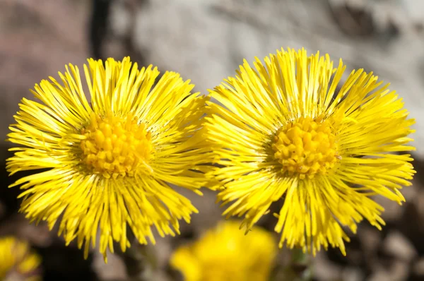 stock image Flowers