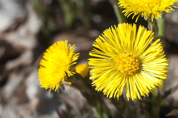 stock image Flowers