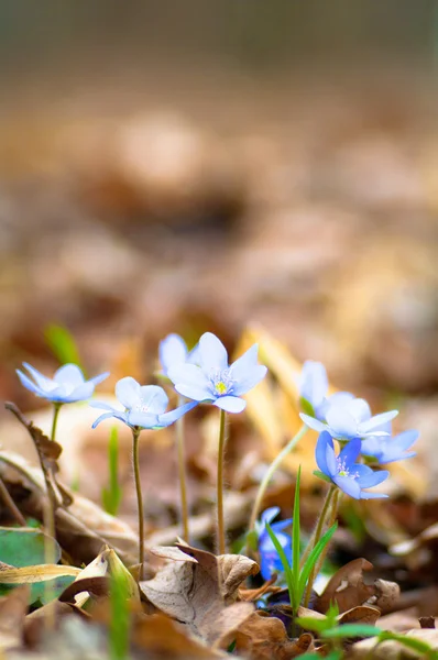 stock image Flowers