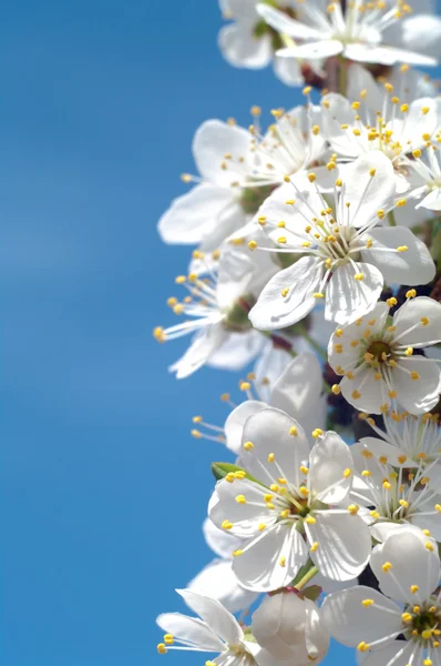 stock image Flowers