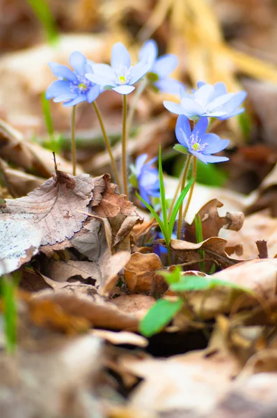 stock image Flowers