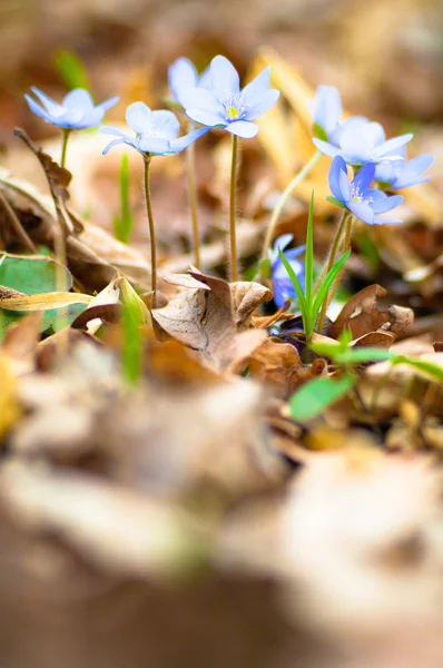 stock image Flowers