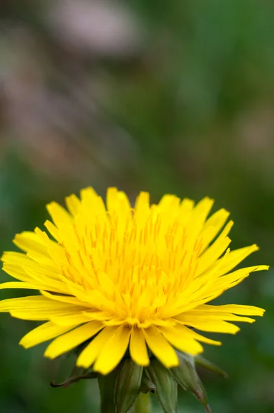 Blommor — Stockfoto