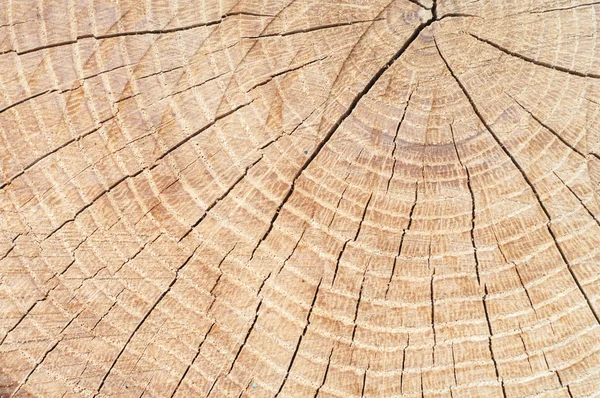 stock image Wood