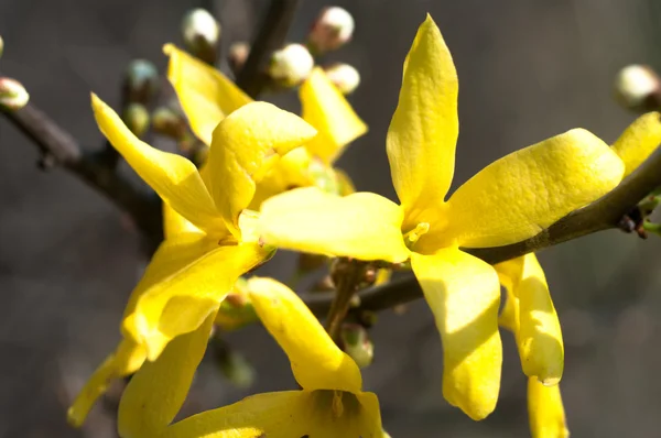 stock image Flowers