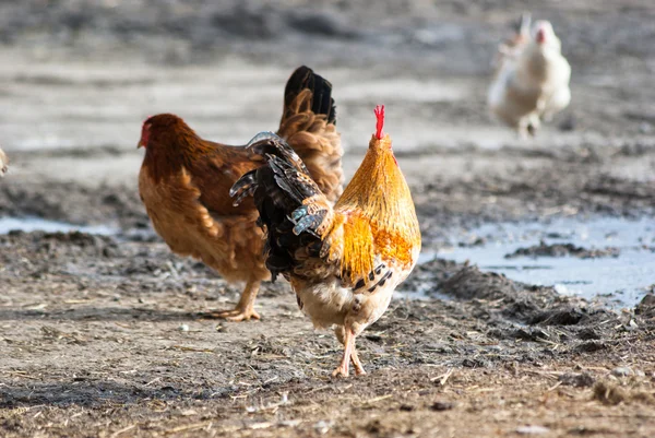 Frango — Fotografia de Stock