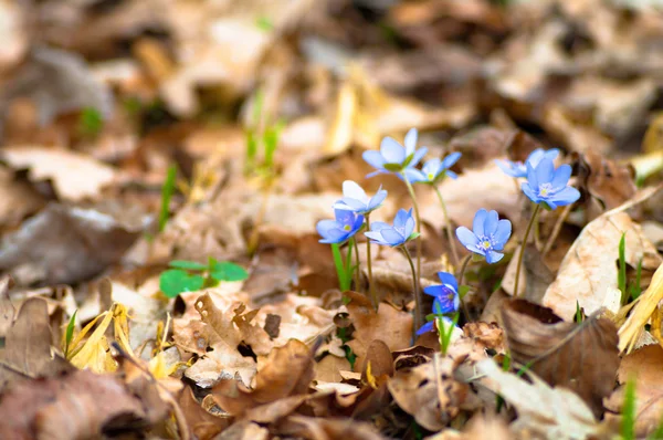 stock image Flowers