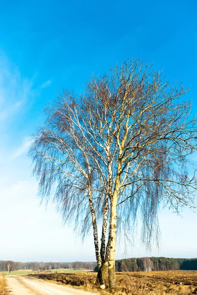 Árvore — Fotografia de Stock
