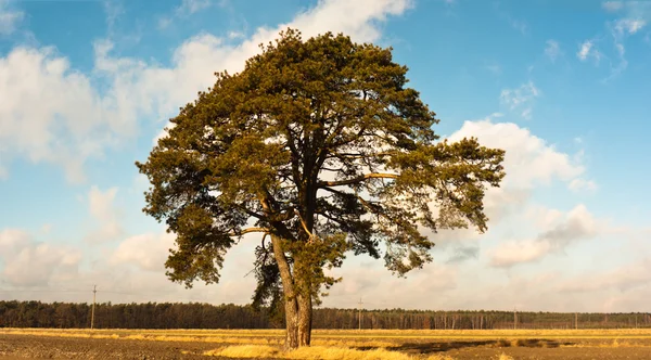 stock image Tree