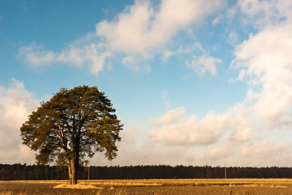 stock image Tree