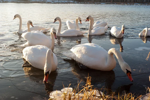 Cisne — Fotografia de Stock