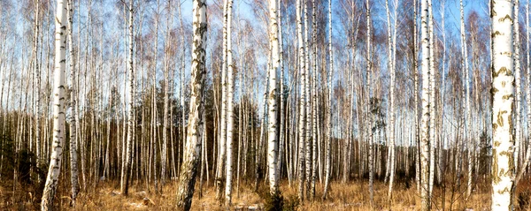 Stromy — Stock fotografie