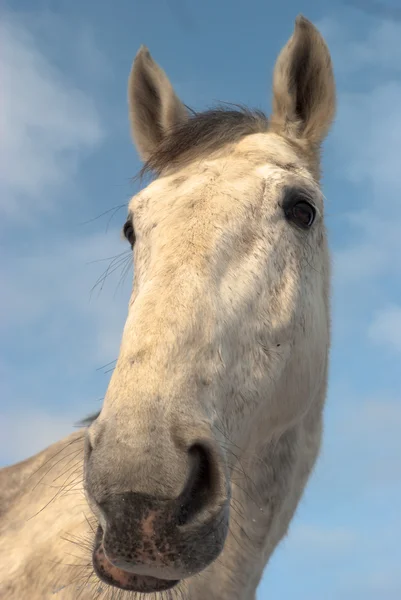 Кінь — стокове фото