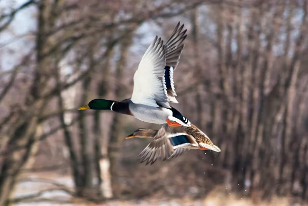 Ente — Stockfoto