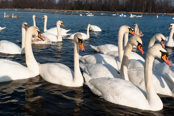 Cisne — Fotografia de Stock