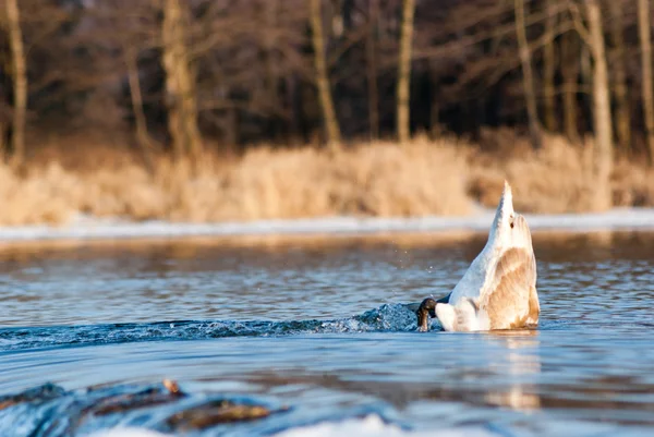 Cisne — Fotografia de Stock