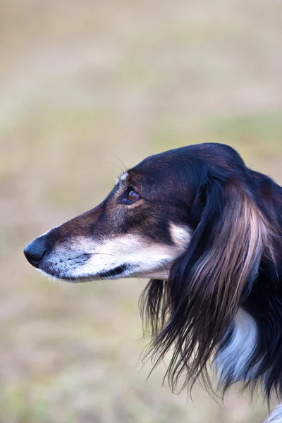 Retrato de cão — Fotografia de Stock