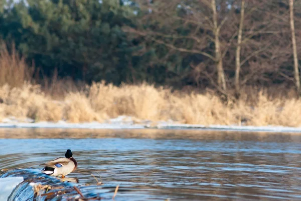 stock image Duck