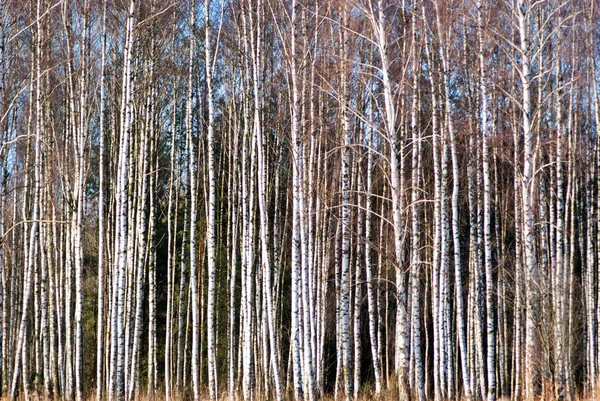 Ліс — стокове фото