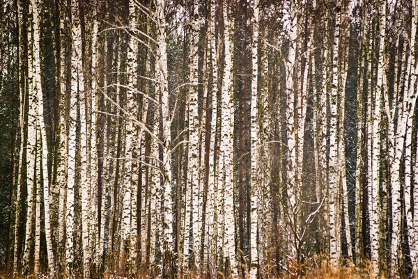 Las — Zdjęcie stockowe
