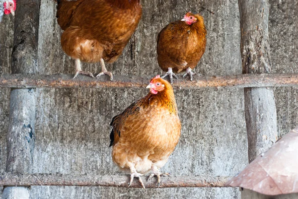 Pollo — Foto de Stock