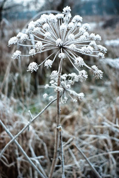 stock image Wild plant