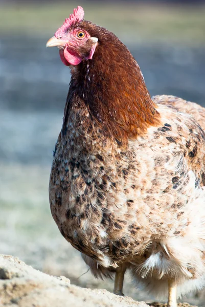 Frango — Fotografia de Stock