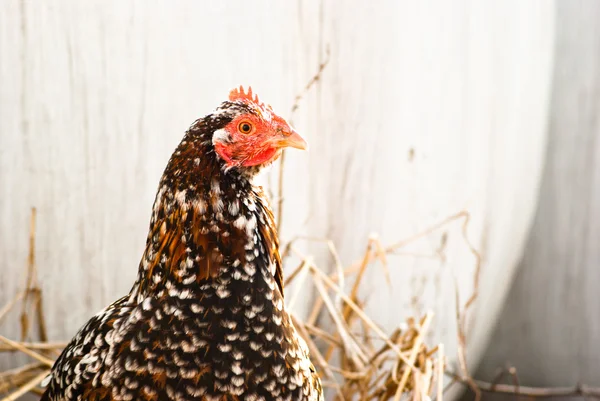 Huhn — Stockfoto