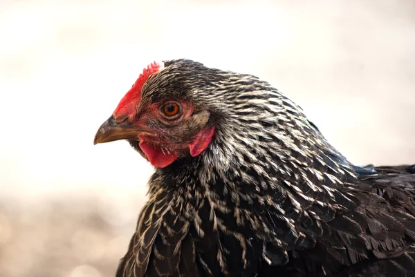 Frango — Fotografia de Stock