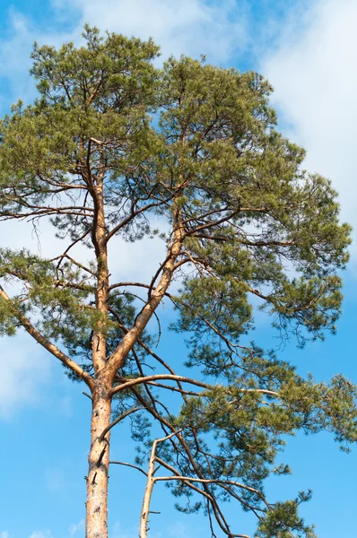 stock image Tree