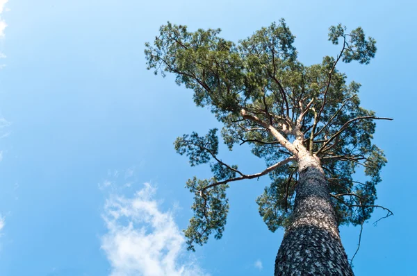 stock image Tree