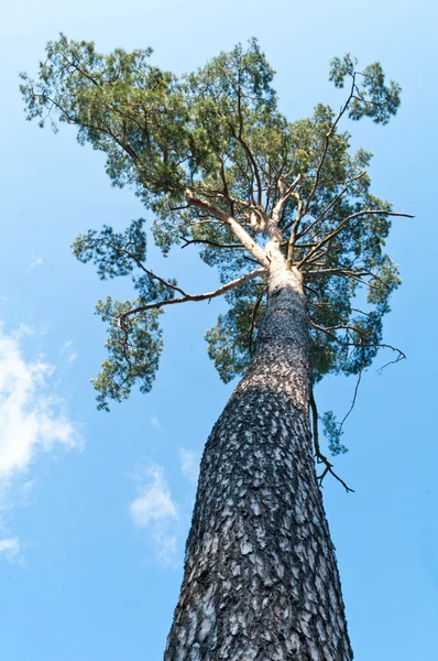 stock image Tree