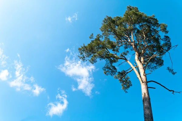 stock image Tree