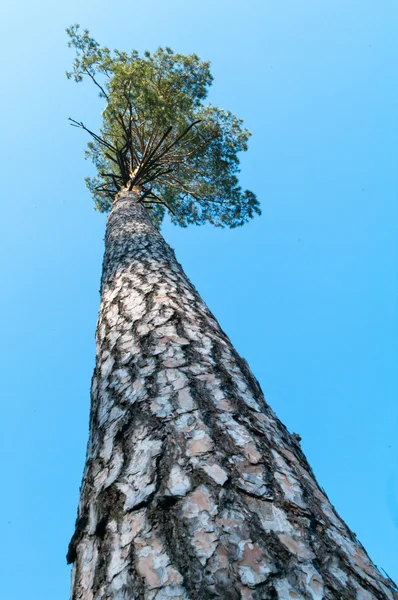 stock image Tree