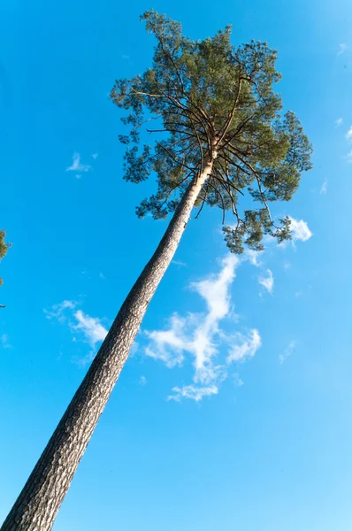 stock image Tree