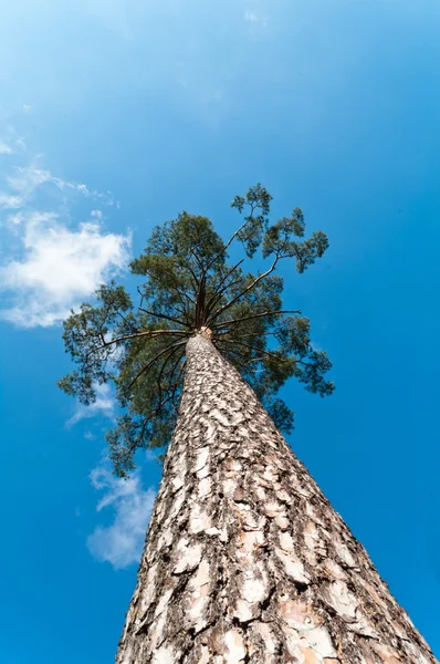 stock image Tree