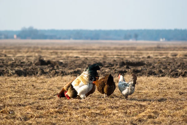 stock image Chicken