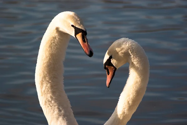 stock image Swan