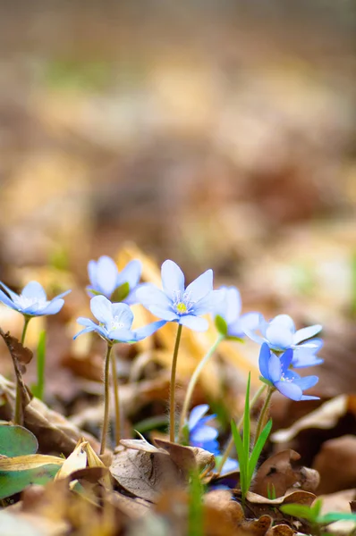 stock image Flowers