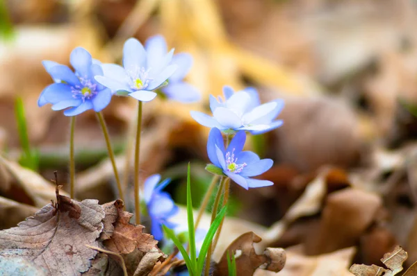 stock image Flowers