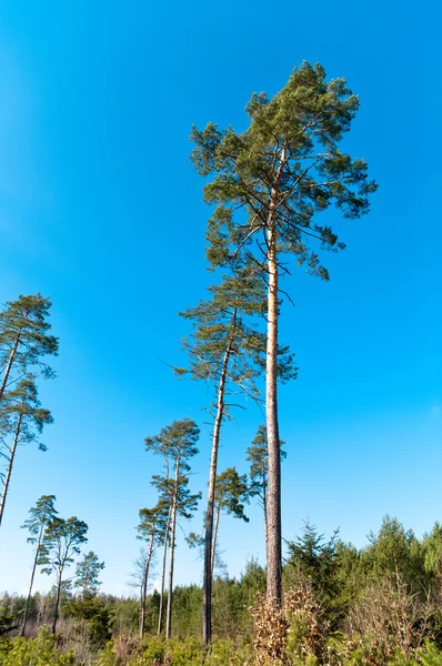 stock image Tree