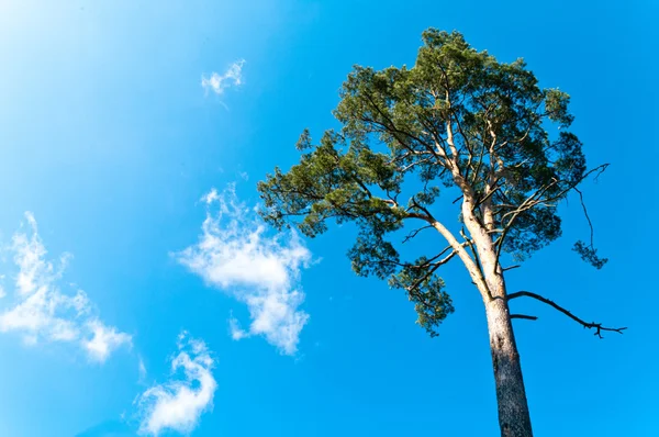 stock image Tree