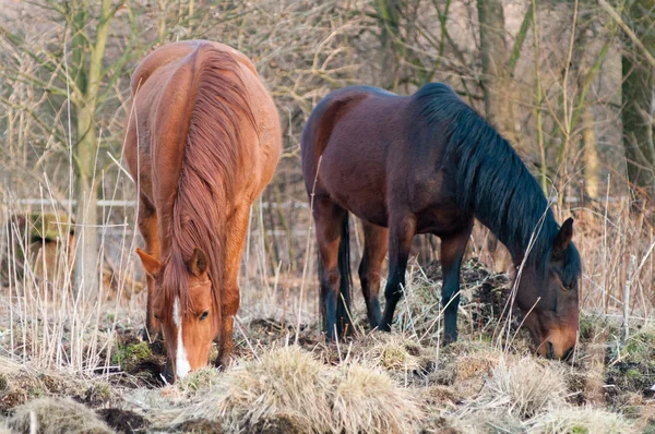 stock image Horse