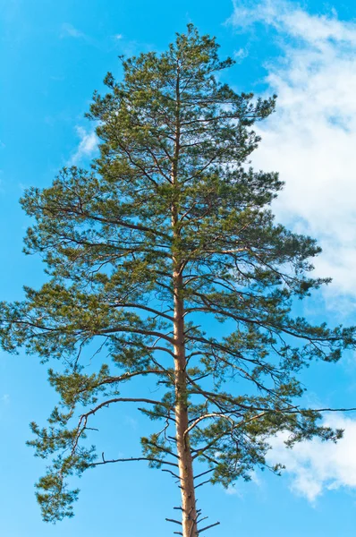 stock image Tree