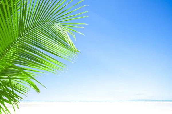 Blå och palm — Stockfoto