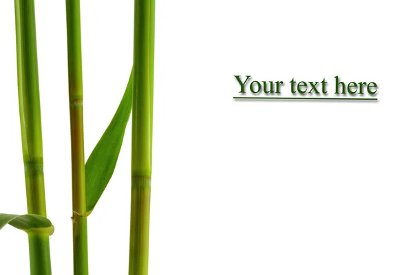 Bamboe banner — Stockfoto